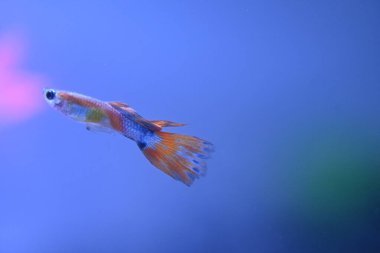 Akvaryumda bir balık, makro mercekle fotoğraflanmış..