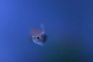 Akvaryumda bir balık, makro mercekle fotoğraflanmış..