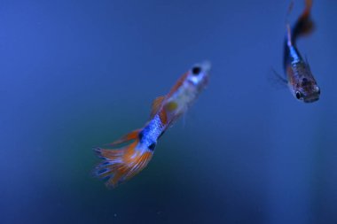 Akvaryumda bir balık, makro mercekle fotoğraflanmış..