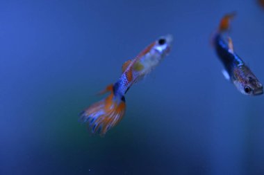 Akvaryumda bir balık, makro mercekle fotoğraflanmış..