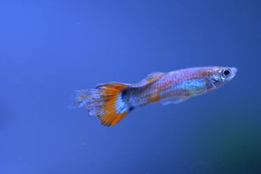Akvaryumda bir balık, makro mercekle fotoğraflanmış..