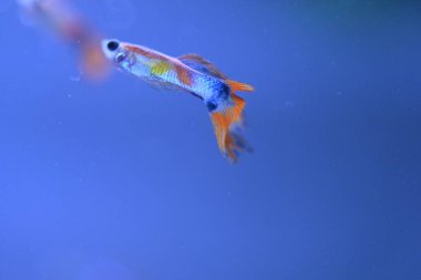 Akvaryumda bir balık, makro mercekle fotoğraflanmış..
