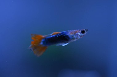 Akvaryumda bir balık, makro mercekle fotoğraflanmış..