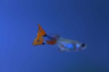 Akvaryumda bir balık, makro mercekle fotoğraflanmış..