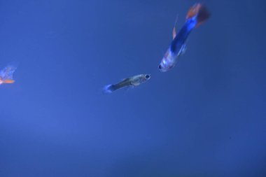 Akvaryumda bir balık, makro mercekle fotoğraflanmış..