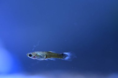 Akvaryumda bir balık, makro mercekle fotoğraflanmış..