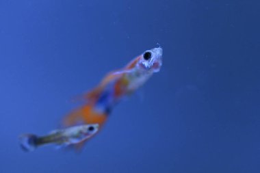 Akvaryumda bir balık, makro mercekle fotoğraflanmış..