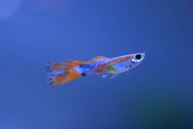 Akvaryumda bir balık, makro mercekle fotoğraflanmış..