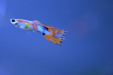Akvaryumda bir balık, makro mercekle fotoğraflanmış..