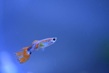 Akvaryumda bir balık, makro mercekle fotoğraflanmış..
