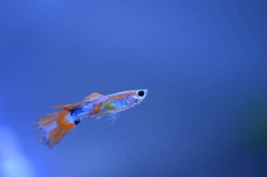 Akvaryumda bir balık, makro mercekle fotoğraflanmış..