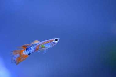 Akvaryumda bir balık, makro mercekle fotoğraflanmış..