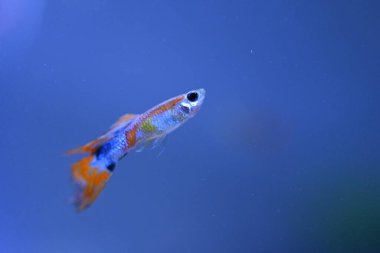 Akvaryumda bir balık, makro mercekle fotoğraflanmış..