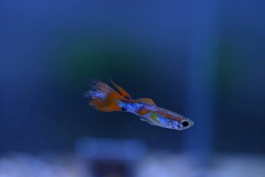 Akvaryumda bir balık, makro mercekle fotoğraflanmış..