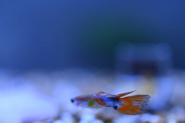 Akvaryumda bir balık, makro mercekle fotoğraflanmış..