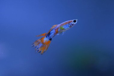 Akvaryumda bir balık, makro mercekle fotoğraflanmış..