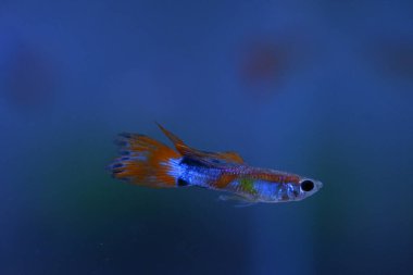 Akvaryumda bir balık, makro mercekle fotoğraflanmış..
