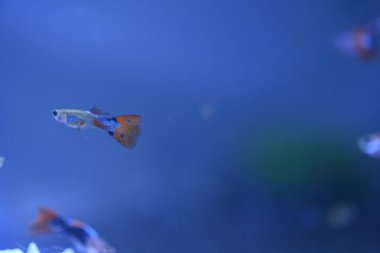 Akvaryumda bir balık, makro mercekle fotoğraflanmış..