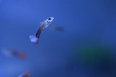 Akvaryumda bir balık, makro mercekle fotoğraflanmış..