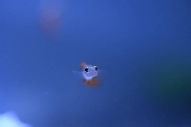 Akvaryumda bir balık, makro mercekle fotoğraflanmış..