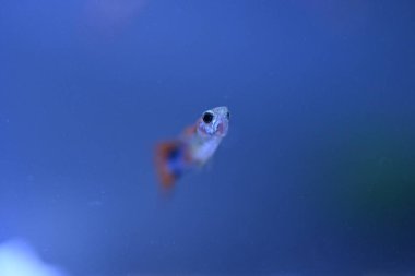 Akvaryumda bir balık, makro mercekle fotoğraflanmış..