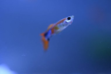 Akvaryumda bir balık, makro mercekle fotoğraflanmış..