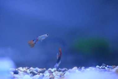 Akvaryumda bir balık, makro mercekle fotoğraflanmış..