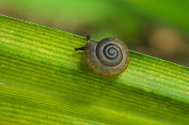 Yeşil yapraklı bir salyangoz.