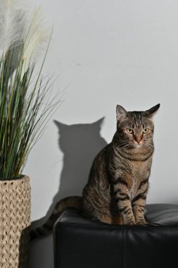 Tekir bir kedi siyah bir minder sandalyesinde oturur..