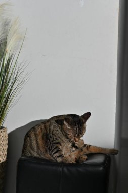 Tekir kedi kendini yalayıp temizliyor..