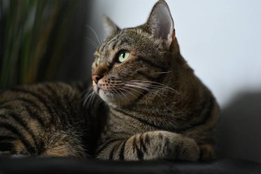 Dost canlısı bir şekilde uzanan tekir bir kedi