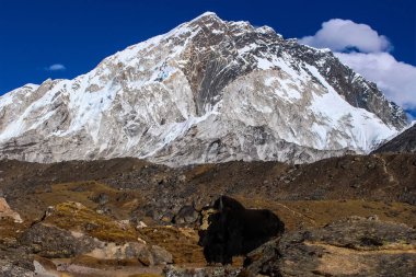 Everest Merkez Kampı ve Amadablam Solukhumbu, Nepal Himalayalarında Trek çekiyorlar.