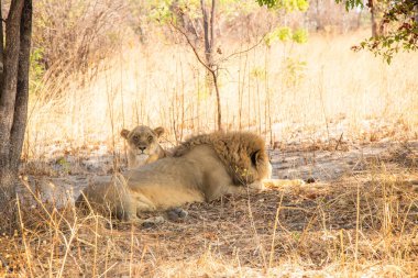 Chaminuka Ulusal Parkı 'nda Zambiya Aslanı Afrika
