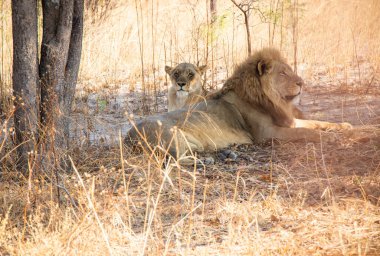 Chaminuka Ulusal Parkı 'nda Zambiya Aslanı Afrika