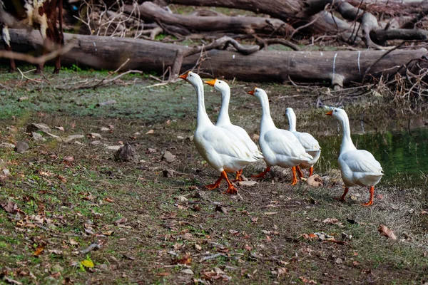 Belos Cisnes Ganso Patos Lago — Fotografia de Stock