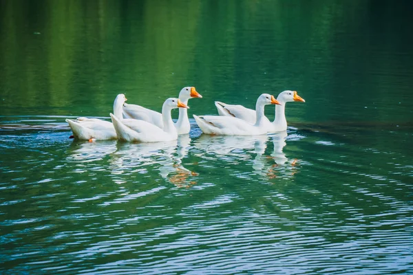 Beaux Cygnes Oie Canards Dans Lac — Photo