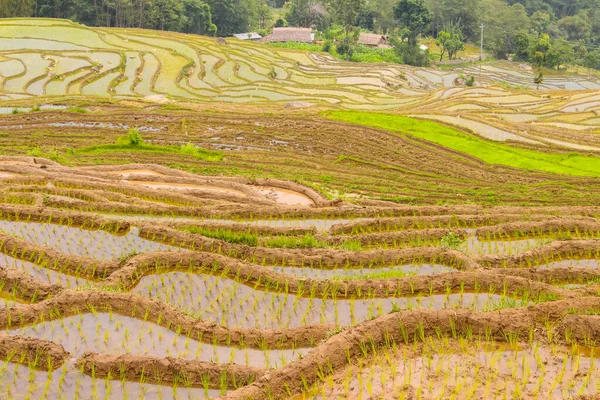 Paddy Rice Plantation and Fields Beautiful Rice Fields in Asia , Terathum, Nepal