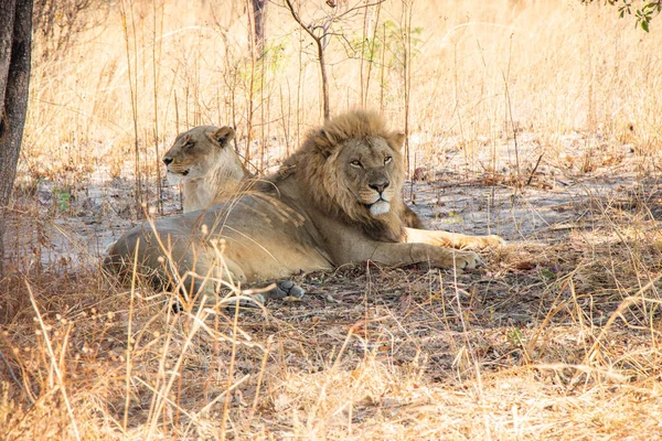 Chaminuka Ulusal Parkı 'nda Zambiya Aslanı Afrika