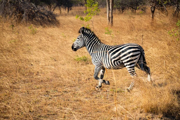 Zebra Dzika Przyroda Zambii Afryka Parku Narodowym Chaminuka — Zdjęcie stockowe