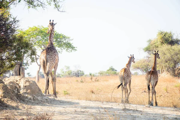 Giraffe Wildlife Zambia Africa Chaminuka National Park — Stock Photo, Image