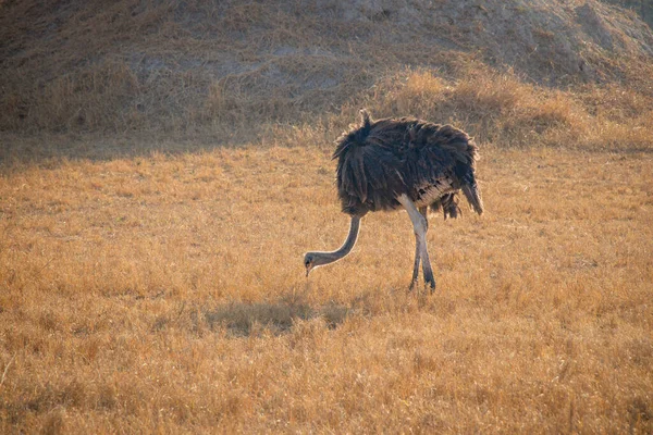 Avestruz Vida Selvagem Zâmbia África Parque Nacional Chaminuka — Fotografia de Stock