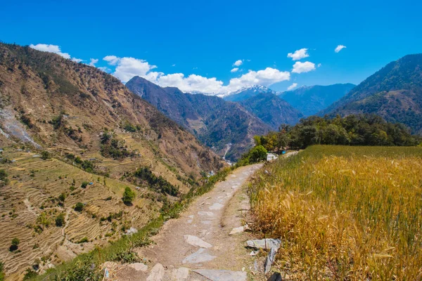 Krásná Zlatozelená Pšenice Pšeničná Pole Horách Zralá Pšenice Bajura Nepál — Stock fotografie