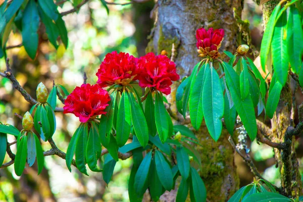 Bella Fiore Rosso Rododendro Fiore Himalaya Del Nepal Khaptad Parco — Foto Stock