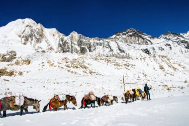 Himalayalar, Nepal 'deki Manaslu Pisti' nin Larke Geçidi 'ndeki karlı dağlarda gerekli malzemeleri taşıyan eşekler.