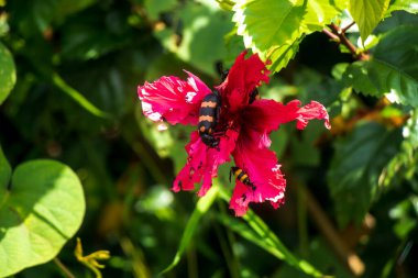 Kelebek Bumblebee ve Pokhara 'lı Flora, Nepal