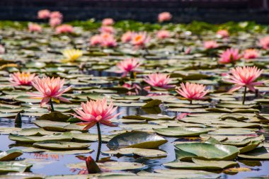 Lotus Pond Lumbini, Mayadevi Tapınağı ve Lord Buddha 'nın Doğum Yeri Güzel Çiçekler