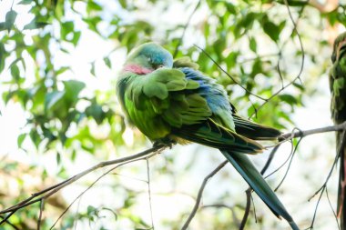 Sydney 'de güzel yeşil papağan Avustralya' da vahşi yaşam