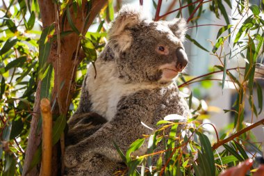 Sidney, Avustralya 'daki Vahşi Yaşam Hayvanat Bahçesi' nde Koala.