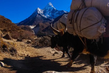 Yak Himalaya İneği, Everest Ana Kampı 'nda ama Dablam Dağı Dengeleyicisi ile birlikte gerekli malları taşıyor..