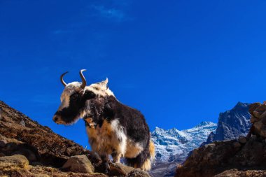 Yak Himalaya İneği, Everest Ana Kampı 'nda ama Dablam Dağı Dengeleyicisi ile birlikte gerekli malları taşıyor..